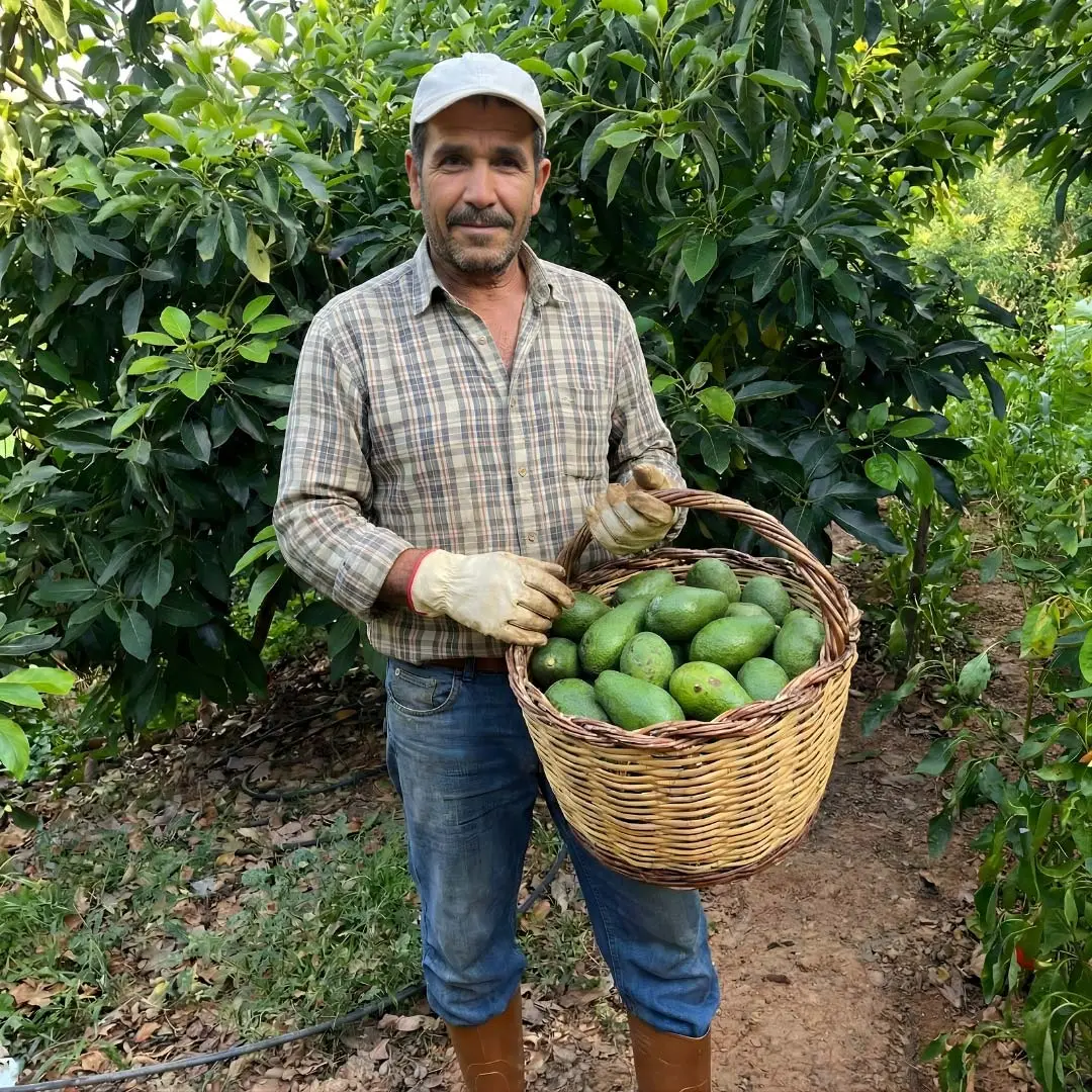 Gazipaşa Dalından Taze: Premium Büyük Boy Avokado - Görsel 3