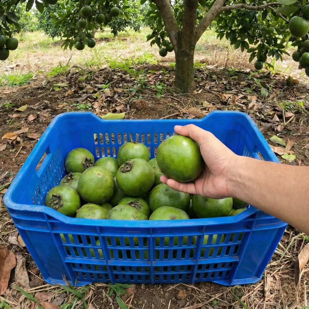 Gazipaşa Dalından Egzotik: Çikolata Meyvesi – Siyah Sapote - Görsel 5
