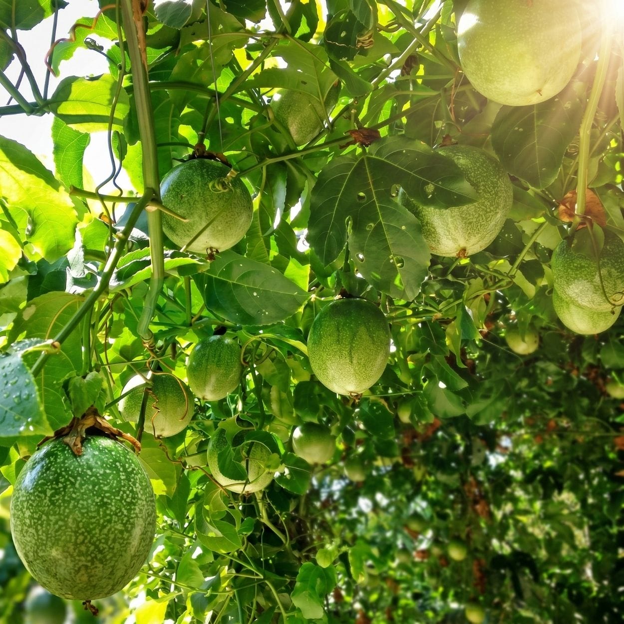 Tazedal Organik Çarkıfelek Meyvesi (Passiflora) - Görsel 5