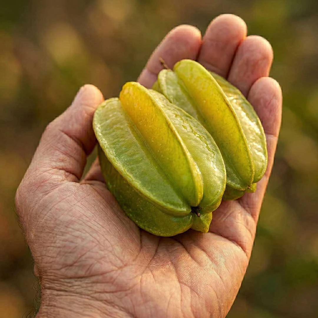 Dalından Taze: Büyük Boy Yıldız Meyvesi - Görsel 2