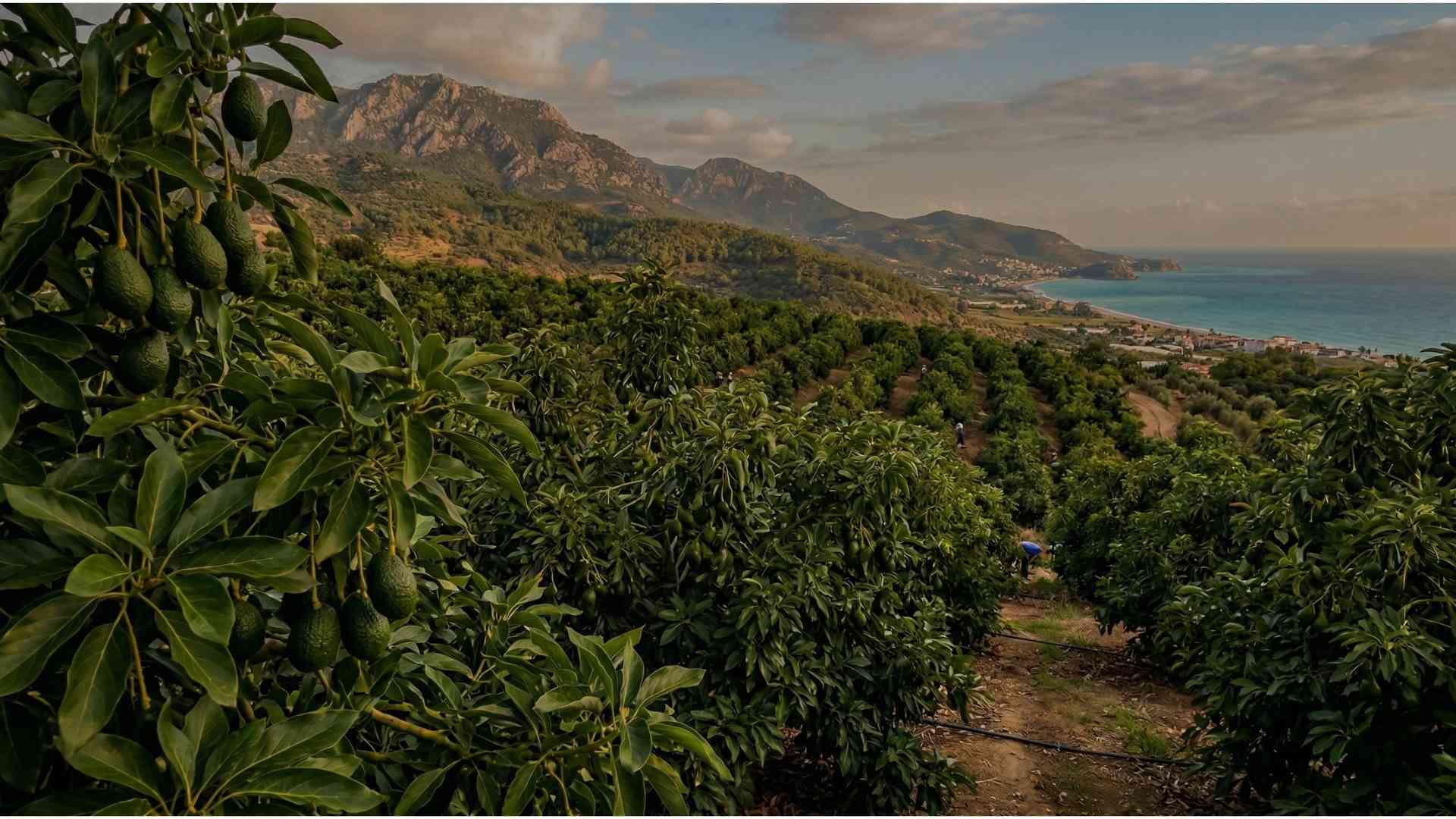 Organik Lezzetler Kapınıza Gelsin