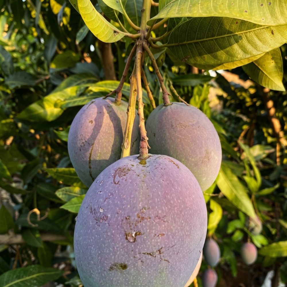 Gazipaşa’dan Yerli Mango - Görsel 2
