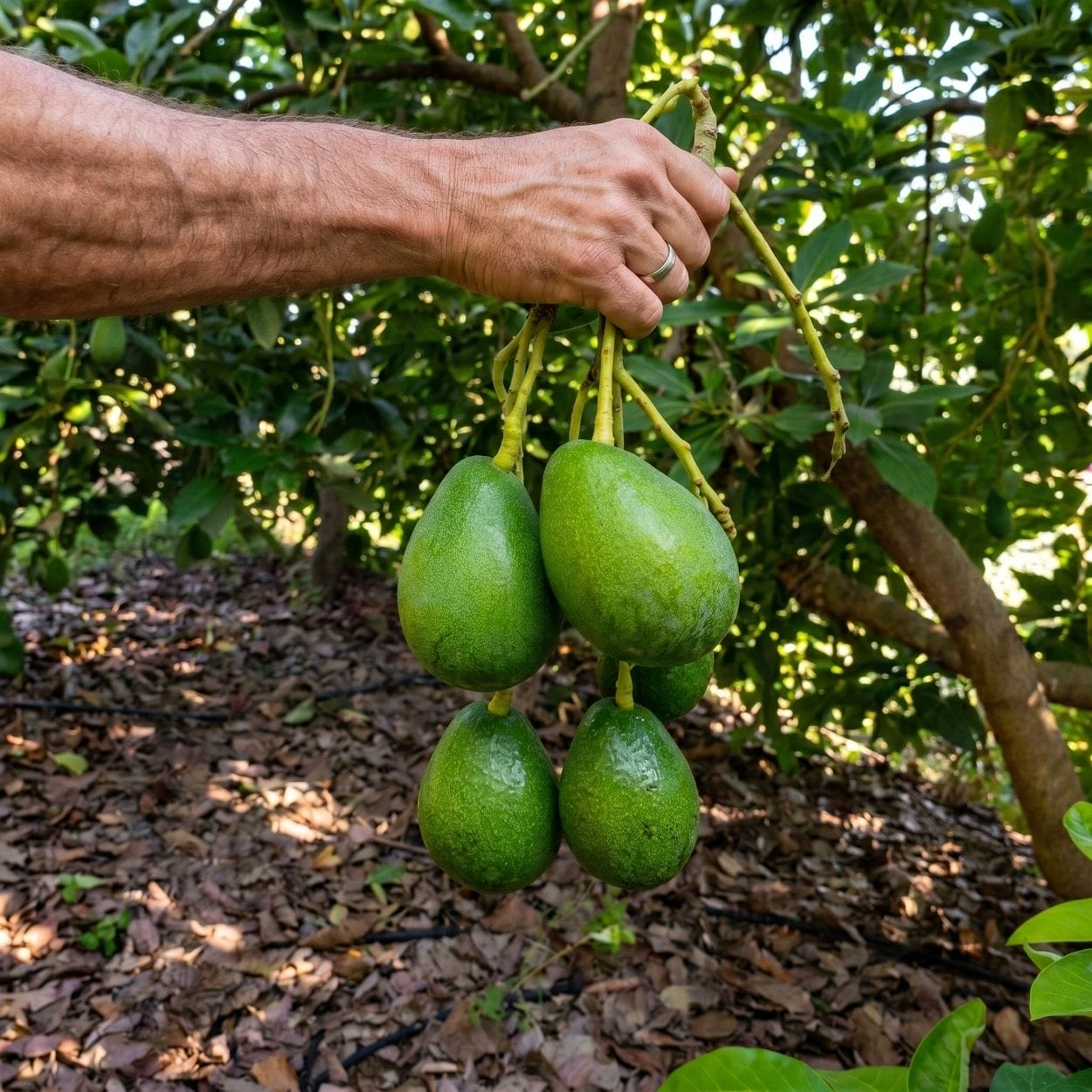 Avokado Severler Sepeti - Görsel 2