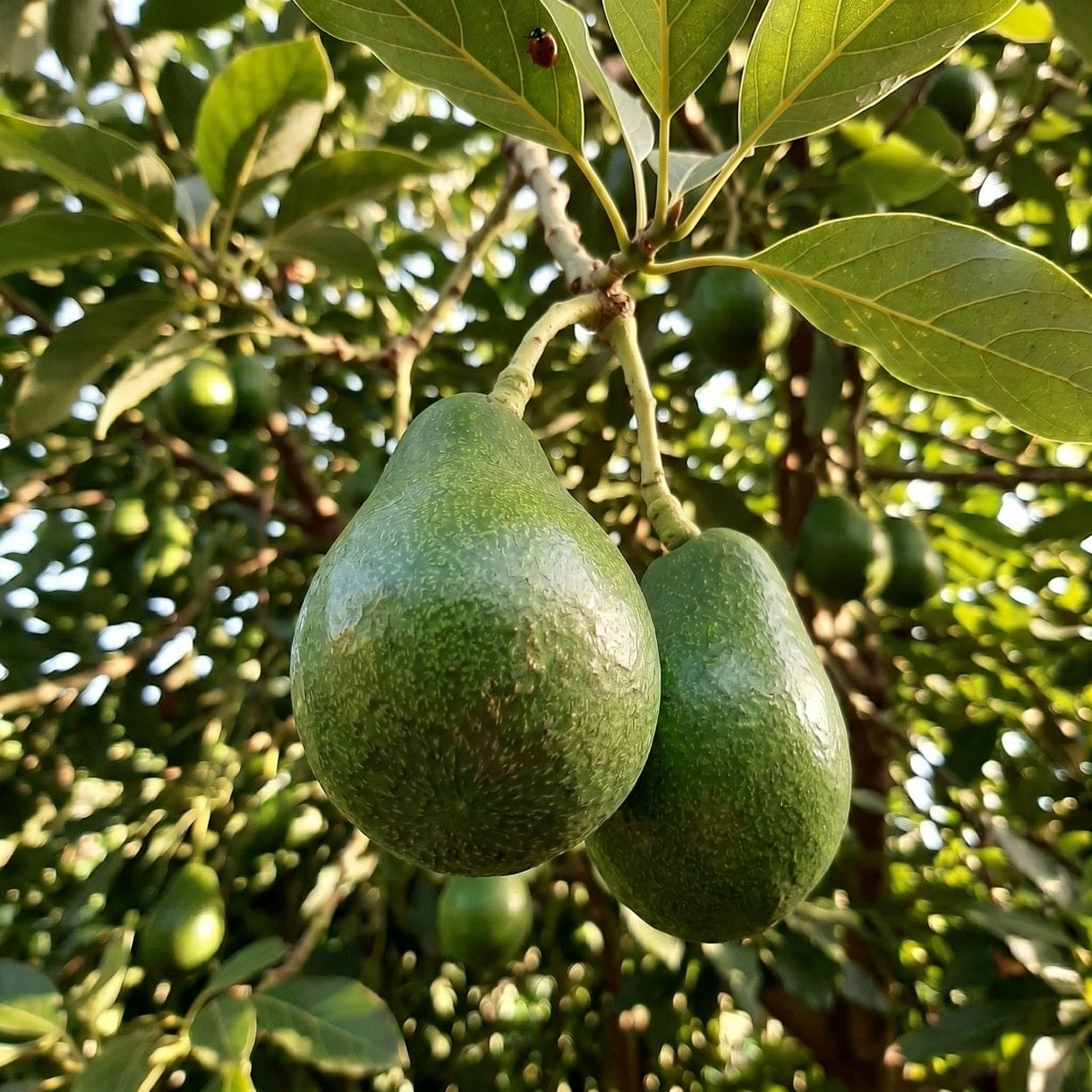 Gazipaşa Organik Clifton Avokado - Görsel 2